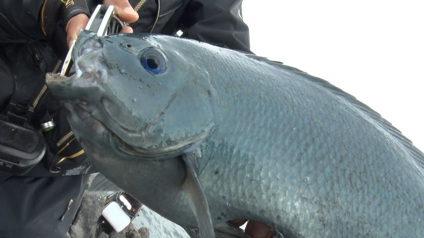 釣れたばかりと思われる大きな魚